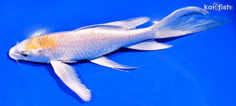 8" HARIWAKE BUTTERFLY