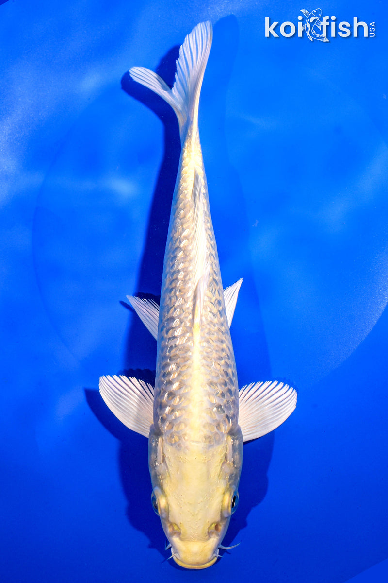 9" GINRIN YAMABUKI OGON