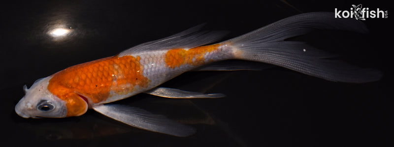 5.5" OCHIBA SHIGURE BUTTERFLY