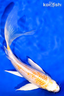 6.75" LEMON HARIWAKE BUTTERFLY