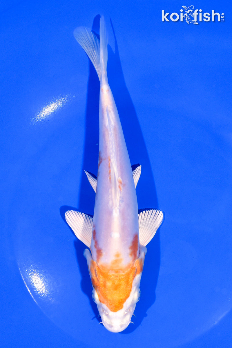 7.25" KIKUSUI