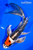 7.75" ARAGOKE BENI KIKOKURYU BUTTERFLY