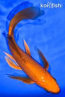 7.25" CHAGOI BUTTERFLY