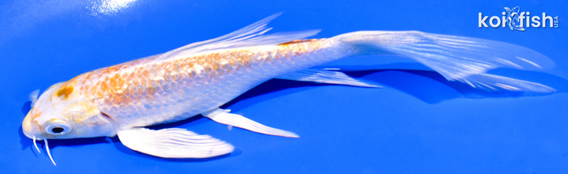 5.75" GINRIN HARIWAKE BUTTERFLY