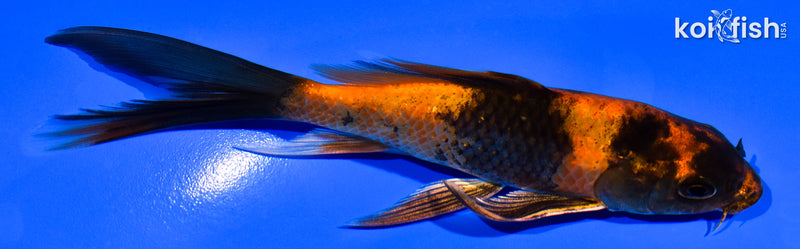 5" KIN HI UTSURI BUTTERFLY