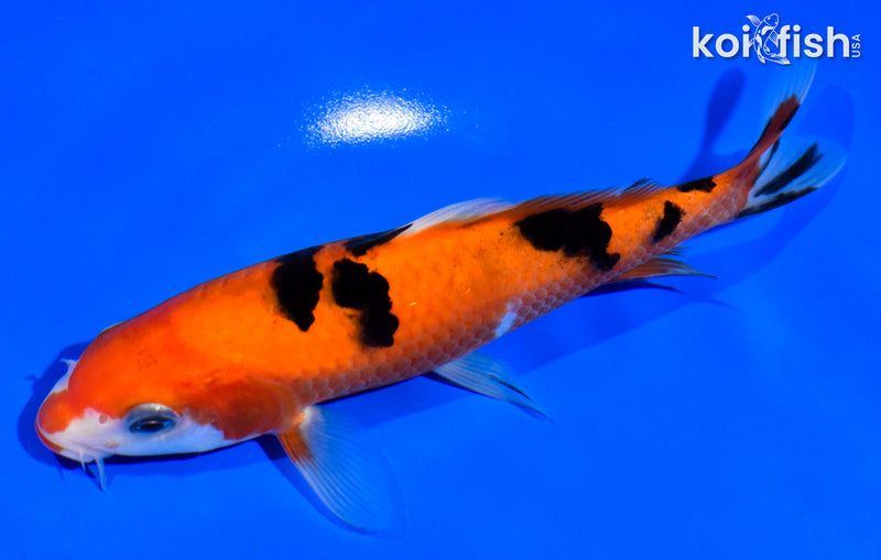 6.5" AKA SANKE