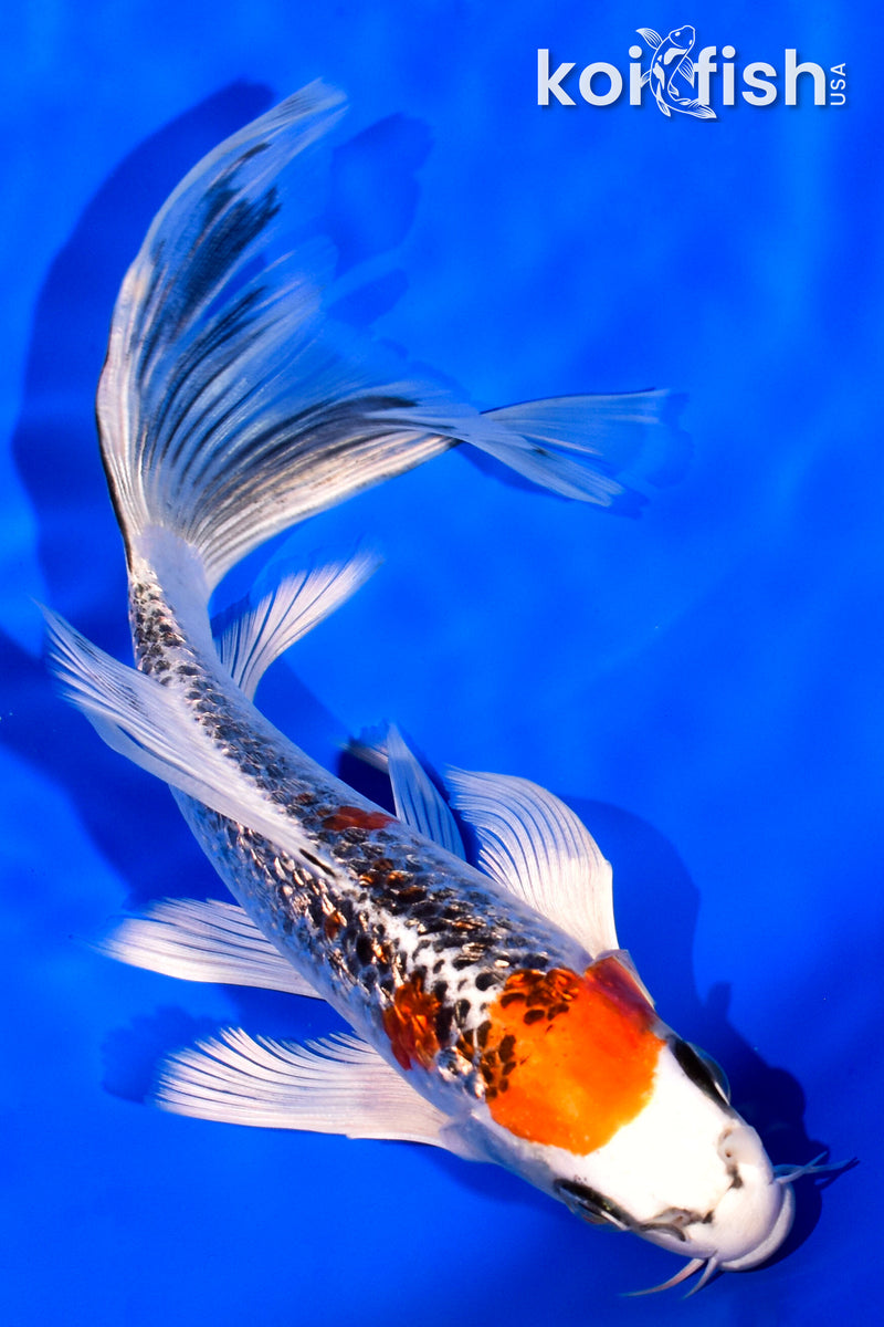 6.5" GINRIN KUJAKU BUTTERFLY