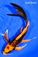 8" DOITSU ORENJI MATSUBA BUTTERFLY