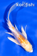 5" GINRIN LEMON HARIWAKE BUTTERFLY