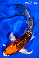 7" GINRIN KUJAKU BUTTERFLY