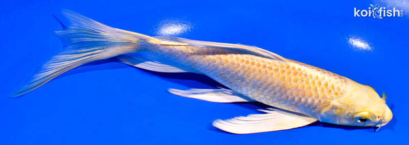 7.5" YAMABUKI OGON BUTTERFLY