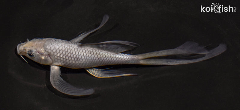 5.5" SORAGOI BUTTERFLY