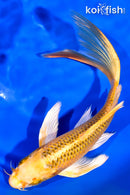 7.75" KI MATSUBA BUTTERFLY