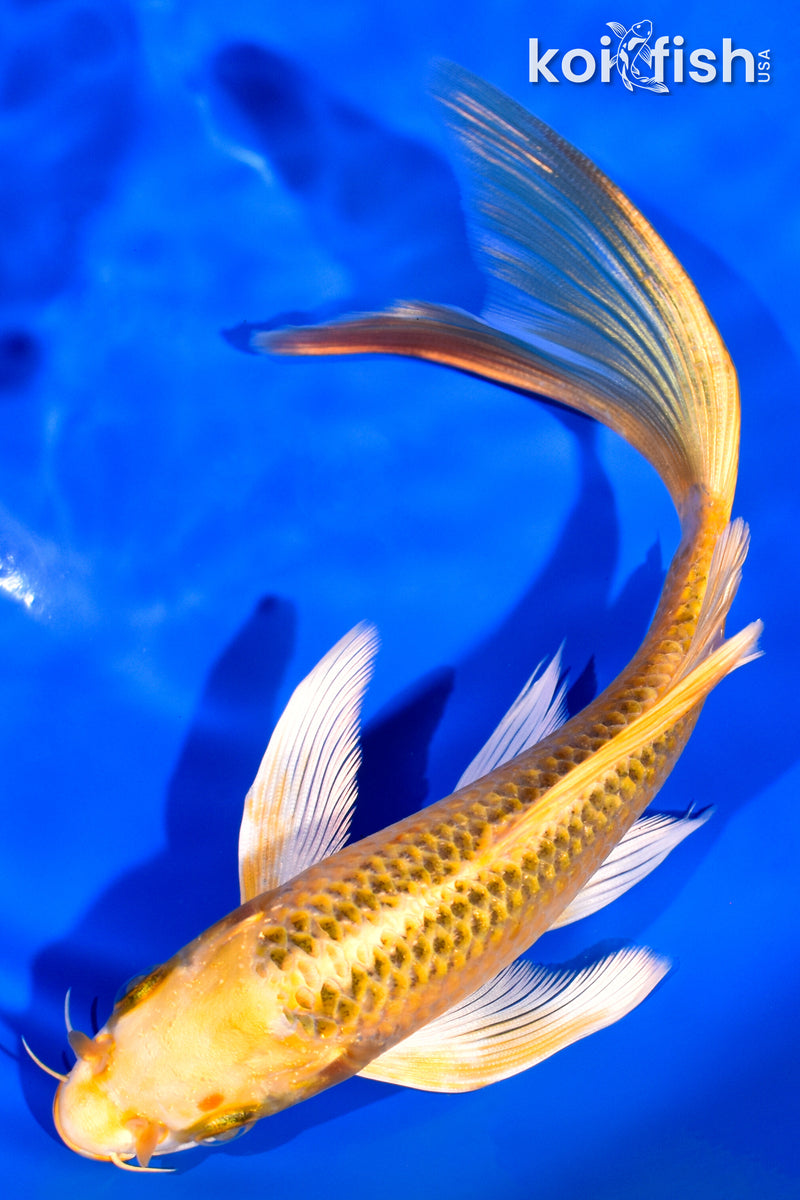 7.75" KI MATSUBA BUTTERFLY