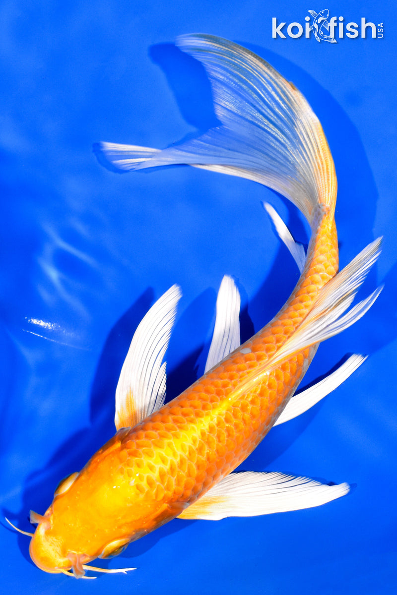 7" HARIWAKE BUTTERFLY