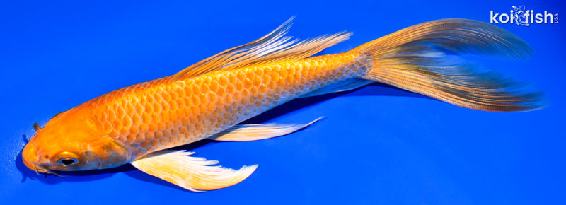7.5" ORENJI OGON BUTTERFLY