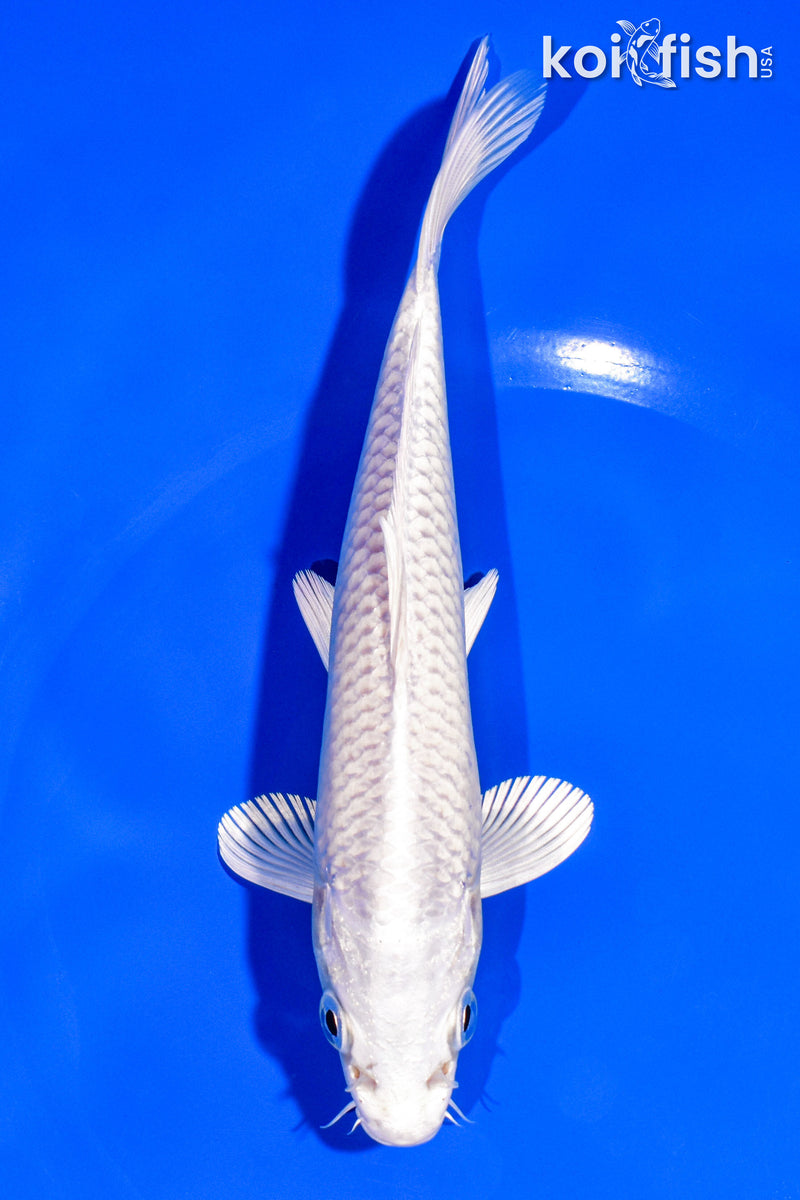 6.75" PLATINUM OGON