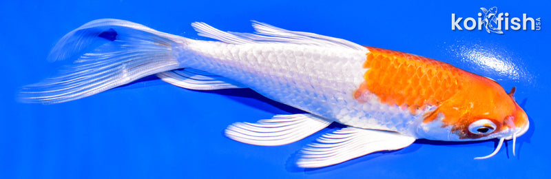 6.25" HARIWAKE BUTTERFLY