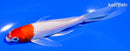 5.5" KOHAKU BUTTERFLY