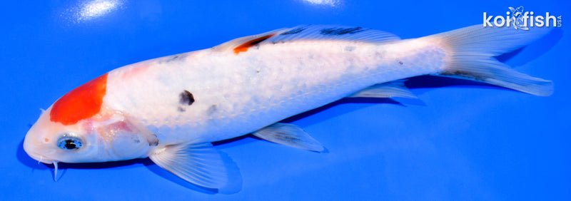 7.5" SANKE