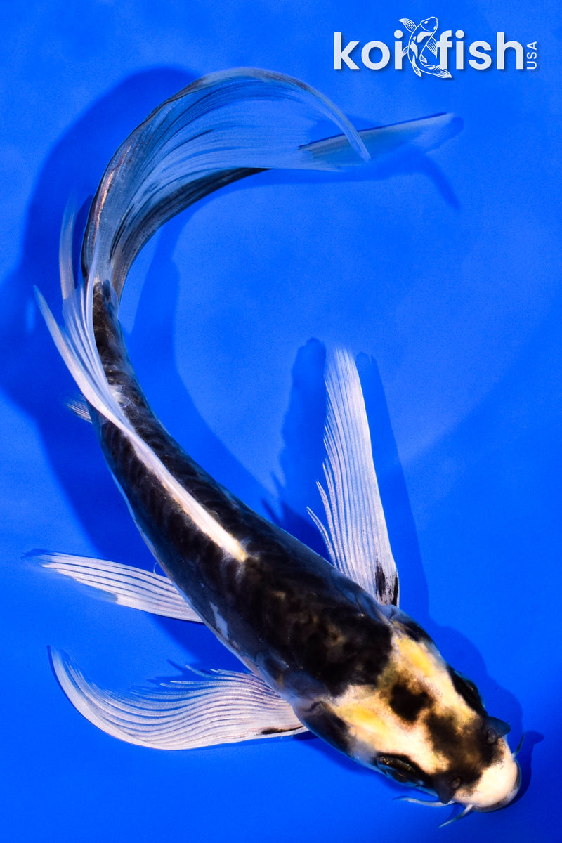 6.75" ARAGOKE KIN KIKOKURYU BUTTERFLY