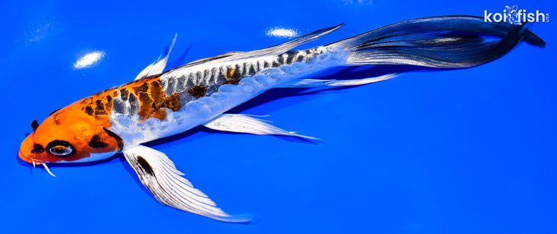8.5" BENI KIKOKURYU BUTTERFLY