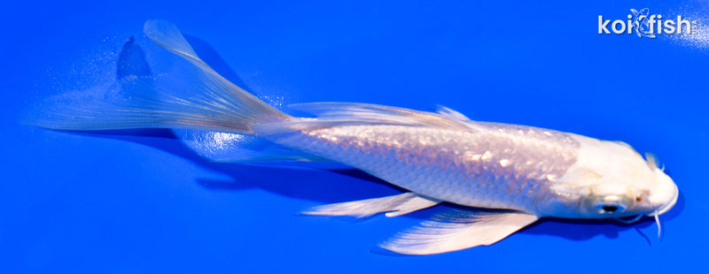 6" GINRIN PLATINUM OGON BUTTERFLY