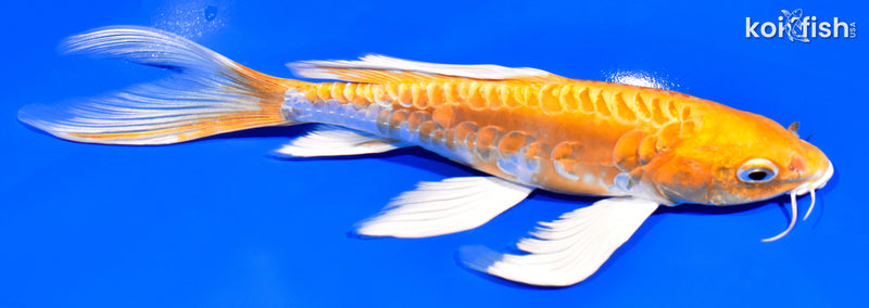 8" DOITSU HARIWAKE BUTTERFLY
