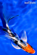 5.25" HEISEI NISHIKI BUTTERFLY