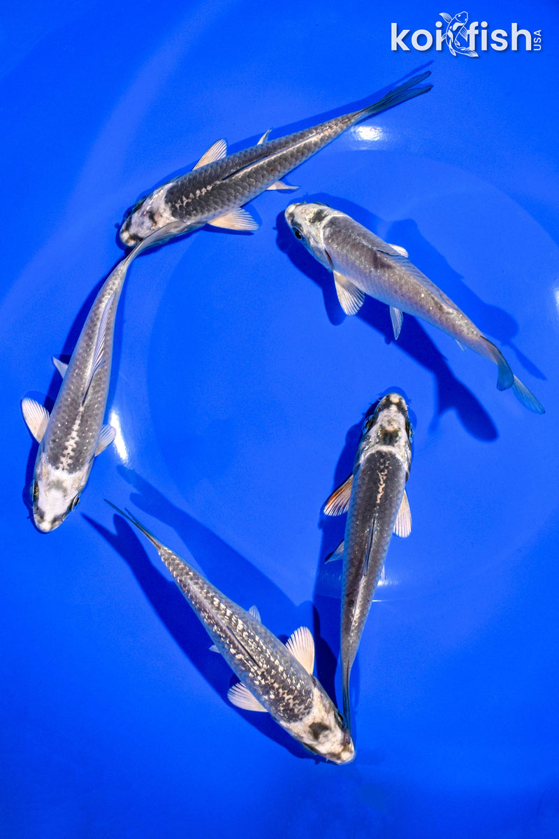 PACK OF (5) 4-5" STANDARD KOI