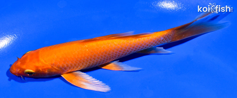 5.5" ORENJI OGON BUTTERFLY