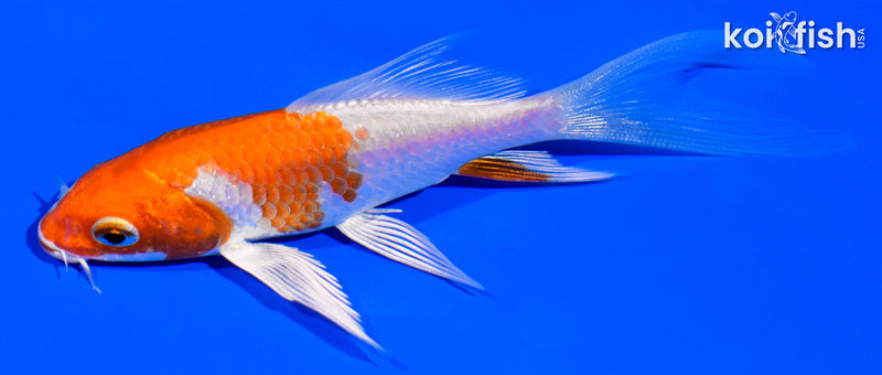 4.25" KUCHIBENI HARIWAKE BUTTERFLY
