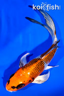 4.75" GINRIN KUJAKU BUTTERFLY