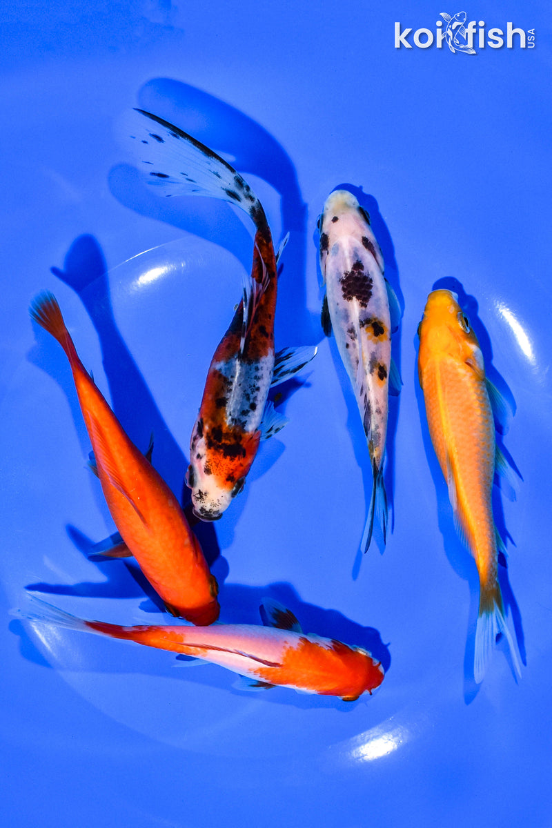 (5) 4-5" ASSORTED GOLDFISH