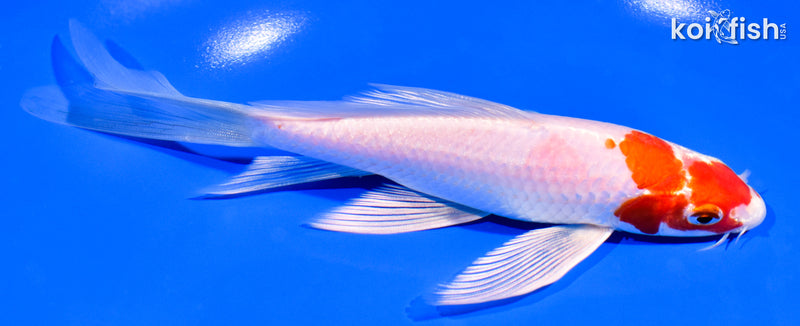 7" HARIWAKE BUTTERFLY