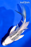 5.5" ARAGOKE KIKOKURYU BUTTERFLY