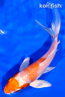 5.25" HARIWAKE BUTTERFLY