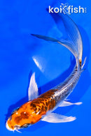 5.25" BENI KIKOKURYU BUTTERFLY