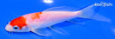 5.5" KOHAKU BUTTERFLY