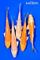 PACK OF (5) 3-4" STANDARD KOI