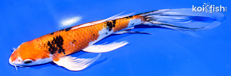 7.5" YAMATO NISHIKI BUTTERFLY