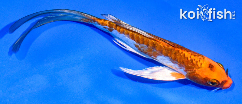 5.5" ARAGOKE BENI KIKOKURYU BUTTERFLY