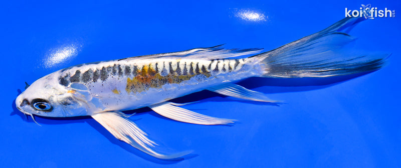 7.25" KIN KIKOKURYU BUTTERFLY