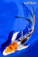 6" YAMATO NISHIKI BUTTERFLY