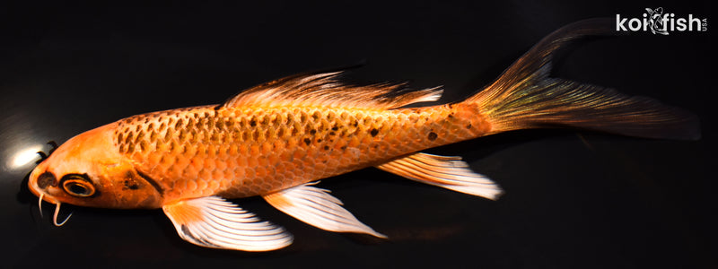 7.25" ORENJI MATSUBA BUTTERFLY