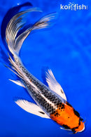 7.5" KUJAKU BUTTERFLY