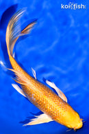 8.25" GINRIN YAMABUKI OGON BUTTERFLY