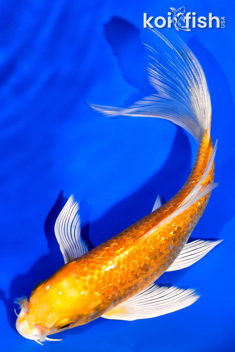 5.75" GINRIN YAMABUKI OGON BUTTERFLY