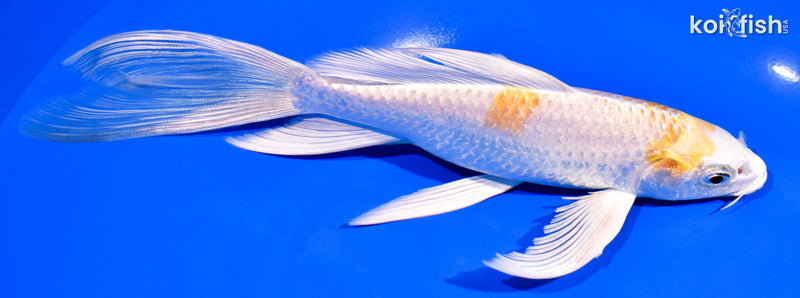 8" HARIWAKE BUTTERFLY