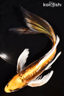 8.5" KIN KIKOKURYU BUTTERFLY